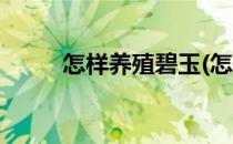 怎样养殖碧玉(怎样养殖碧玉梅花)