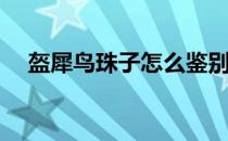盔犀鸟珠子怎么鉴别(犀盔鸟珠什么颜色)