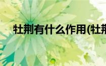 牡荆有什么作用(牡荆有什么作用和功效)