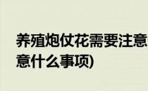 养殖炮仗花需要注意什么(养殖炮仗花需要注意什么事项)
