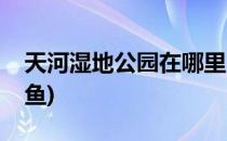 天河湿地公园在哪里(天河湿地公园在哪里抓鱼)