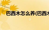 巴西木怎么养(巴西木怎么养才能更旺盛)