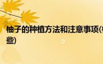柚子的种植方法和注意事项(柚子的种植方法和注意事项有哪些)