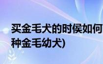 买金毛犬的时侯如何选择纯种的(怎么挑选纯种金毛幼犬)