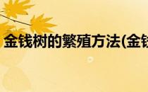 金钱树的繁殖方法(金钱树的繁殖方法有哪些)