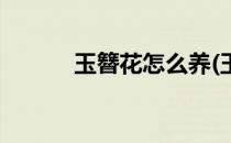 玉簪花怎么养(玉簪花怎么养护)