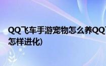 QQ飞车手游宠物怎么养QQ飞车宠物怎么进化(qq飞车宠物怎样进化)