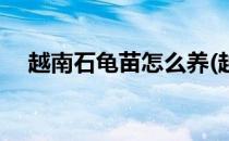越南石龟苗怎么养(越南石龟苗怎么养大)