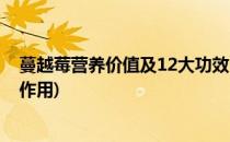 蔓越莓营养价值及12大功效(蔓越莓营养价值及12大功效和作用)