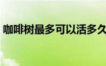 咖啡树最多可以活多久（咖啡树多少钱一颗）
