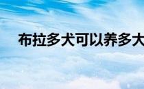 布拉多犬可以养多大（比格犬能长多大）