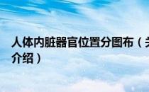 人体内脏器官位置分图布（关于人体内脏器官位置分图布的介绍）