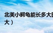 北美小鳄龟能长多大图片（北美小鳄龟能长多大）