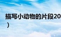 描写小动物的片段200字（描写小动物的片段）