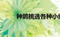 种鸽挑选各种小绝招（种鸽挑选）