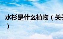 水杉是什么植物（关于水杉是什么植物的介绍）