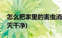 怎么把家里的害虫消灭(怎么把家里的害虫消灭干净)