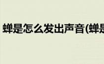 蝉是怎么发出声音(蝉是怎么发出声音的实验)