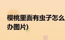 樱桃里面有虫子怎么办(樱桃里面有虫子怎么办图片)