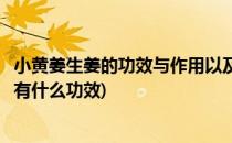 小黄姜生姜的功效与作用以及禁忌是什么有哪些(请问小黄姜有什么功效)