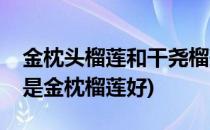 金枕头榴莲和干尧榴莲的区分(干尧榴莲好还是金枕榴莲好)