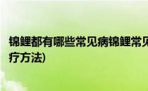 锦鲤都有哪些常见病锦鲤常见病的治疗方法(锦鲤常见病及治疗方法)