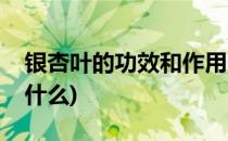 银杏叶的功效和作用(银杏叶的功效和作用是什么)