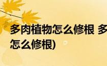 多肉植物怎么修根 多肉修根图解教程(多肉要怎么修根)