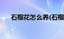 石榴花怎么养(石榴花怎么养才会开花)