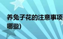 养兔子花的注意事项(养兔子花的注意事项有哪些)