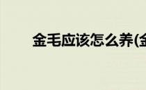 金毛应该怎么养(金毛应该怎么养护)
