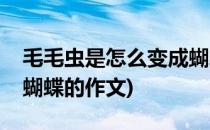 毛毛虫是怎么变成蝴蝶的(毛毛虫是怎么变成蝴蝶的作文)