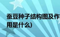 蚕豆种子结构图及作用(蚕豆种子结构图及作用是什么)