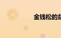 金钱松的盆栽和管理