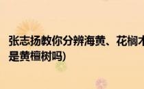 张志扬教你分辨海黄、花榈木、花梨木、海南檀(海南黄花梨是黄檀树吗)