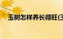 玉树怎样养长得旺(玉树怎样养长得旺壮)