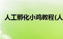 人工孵化小鸡教程(人工孵化小鸡教程书籍)