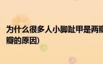 为什么很多人小脚趾甲是两瓣的(为什么很多人小脚趾甲是两瓣的原因)