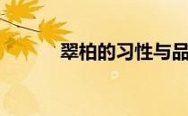 翠柏的习性与品貌(翠柏的样子)