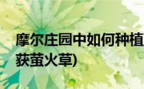 摩尔庄园中如何种植萤火草(摩尔庄园怎样收获萤火草)