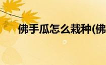 佛手瓜怎么栽种(佛手瓜怎么栽种视频)