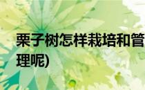 栗子树怎样栽培和管理(栗子树怎样栽培和管理呢)