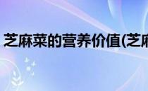芝麻菜的营养价值(芝麻菜的营养价值及功效)