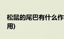 松鼠的尾巴有什么作用(猴子的尾巴有什么作用)