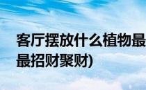 客厅摆放什么植物最招财(客厅摆放什么植物最招财聚财)