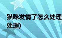 猫咪发情了怎么处理养猫必知(猫咪发情了咋处理)