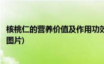 核桃仁的营养价值及作用功效(核桃仁的营养价值及作用功效图片)