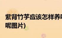 紫背竹芋应该怎样养呢?(紫背竹芋应该怎样养呢图片)