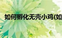 如何孵化无壳小鸡(如何孵化无壳小鸡视频)