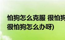 怕狗怎么克服 很怕狗怎么办(怕狗怎么克服 ?很怕狗怎么办呀)